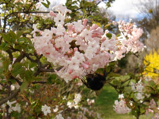 Viburnum x bodnantense
